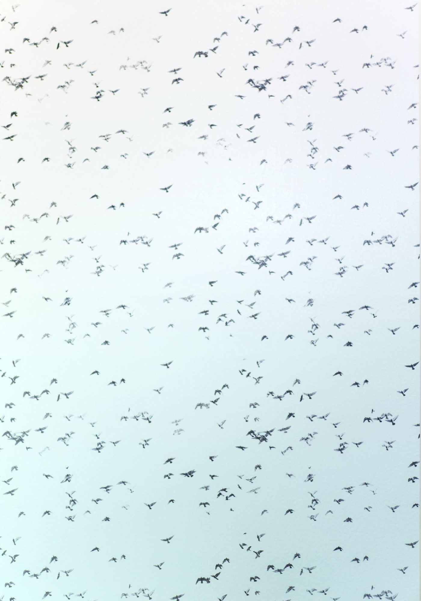 Flocks, digital printed film, digital prints and solvent on paper, 70 × 100 cm, 2019